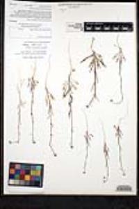 Thysanocarpus curvipes image