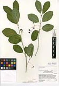 Euonymus occidentalis image