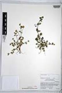 Nemophila menziesii var. integrifolia image