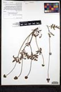 Salvia columbariae image