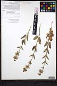 Stachys rigida image