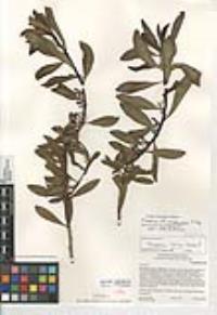 Myoporum sandwicense image