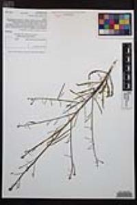 Eulobus californicus image