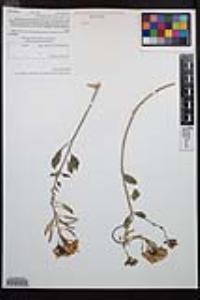Chylismia claviformis var. peirsonii image