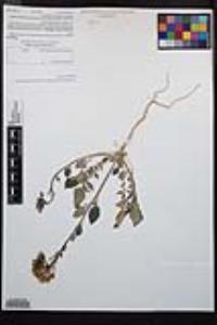 Chylismia claviformis image
