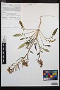 Chylismia claviformis var. peirsonii image
