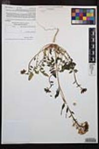 Chylismia claviformis var. peirsonii image