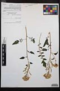 Chylismia claviformis image