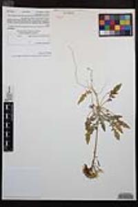 Chylismia claviformis var. peirsonii image