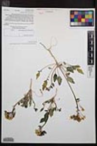 Chylismia claviformis var. peirsonii image