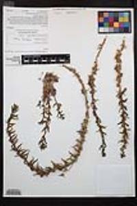 Camissoniopsis robusta image