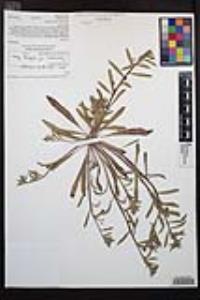 Camissoniopsis robusta image