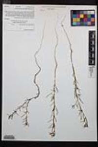 Camissonia strigulosa image