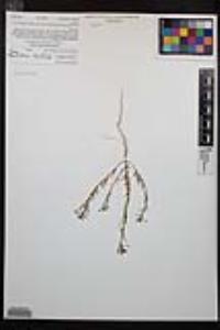Camissonia strigulosa image