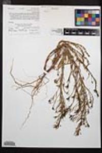 Camissonia strigulosa image