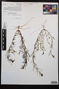 Camissonia strigulosa image