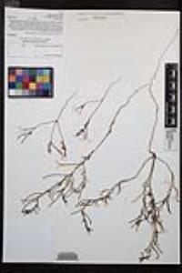 Camissonia strigulosa image