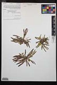 Camissoniopsis bistorta image