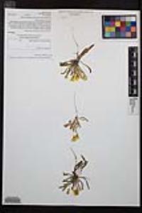 Camissoniopsis bistorta image