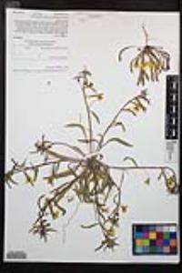 Camissoniopsis bistorta image