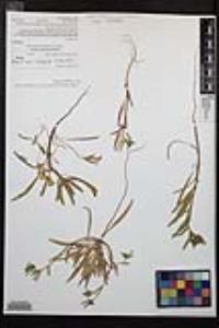 Camissoniopsis bistorta image