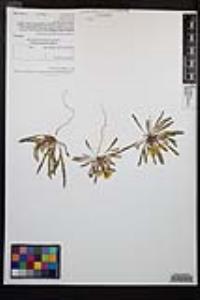 Camissoniopsis bistorta image