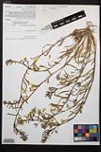 Camissoniopsis bistorta image