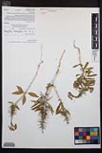 Eremothera boothii image