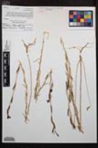Clarkia purpurea image