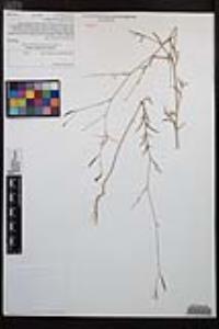 Epilobium brachycarpum image