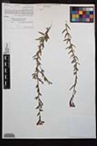 Epilobium canum image