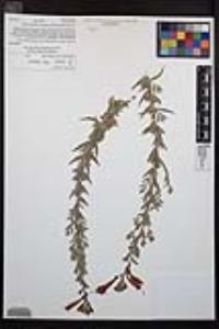 Epilobium canum image