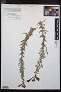 Epilobium canum subsp. canum image