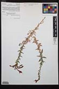 Epilobium canum image