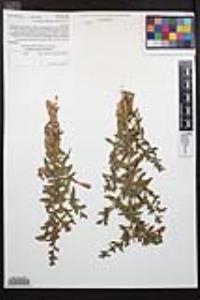 Epilobium canum subsp. latifolium image