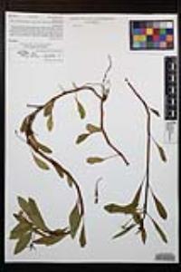 Ludwigia peploides subsp. peploides image
