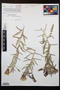 Oenothera californica image