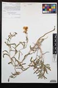 Oenothera californica image