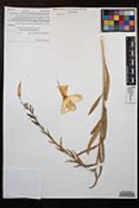 Oenothera elata image