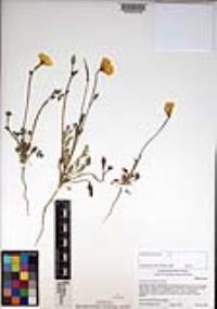 Eschscholzia californica image