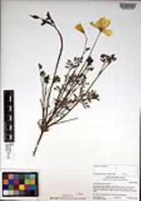 Eschscholzia californica image