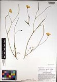 Eschscholzia parishii image