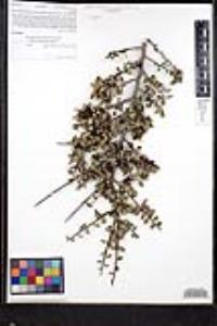 Rhamnus crocea image