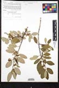 Frangula californica image