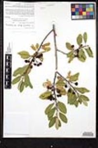 Frangula californica image