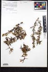 Ziziphus parryi image