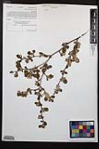 Cercocarpus montanus image