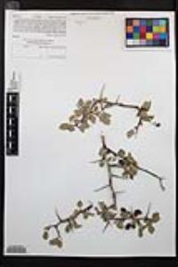 Prunus fremontii image