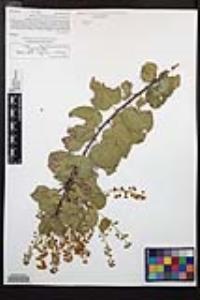 Prunus ilicifolia subsp. ilicifolia image