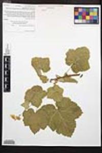 Rubus parviflorus image